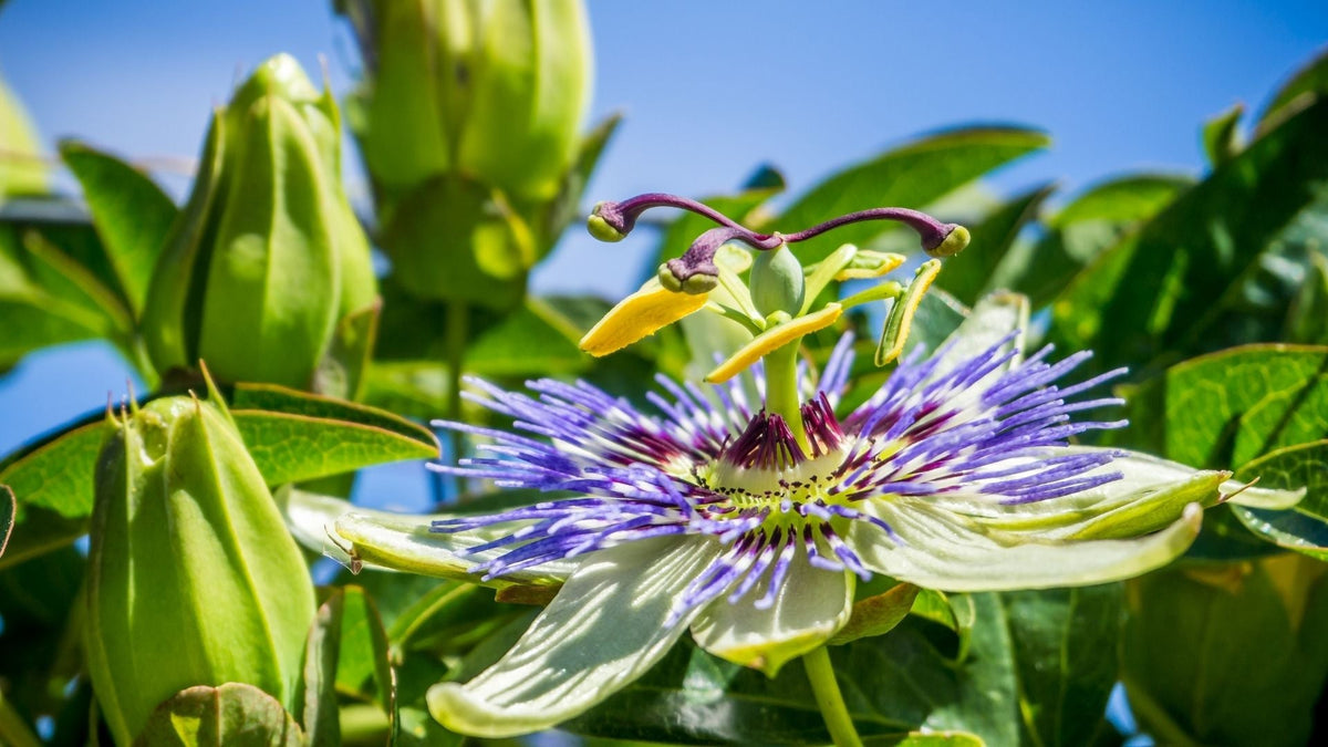 Passionsblume bei innerer Unruhe und Einschlafproblemen