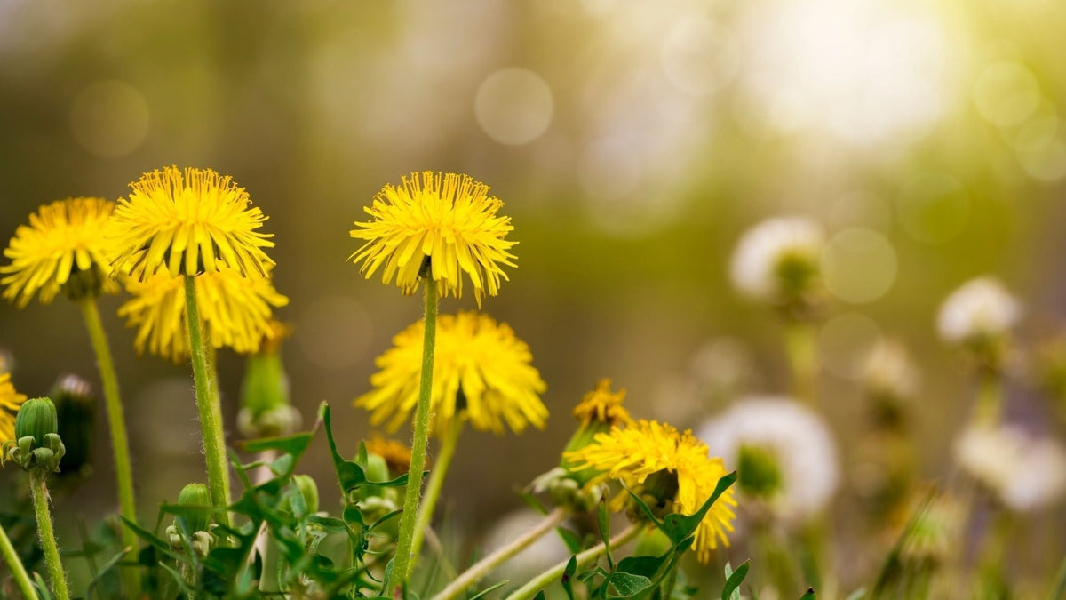 Löwenzahn: Die vielseitige Wildpflanze für Leber und Verdauung