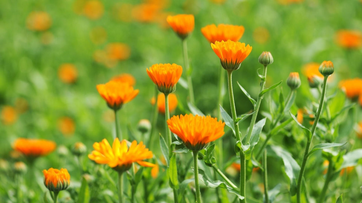 Ringelblume: Wirkung bei Hautverletzungen und Reizungen