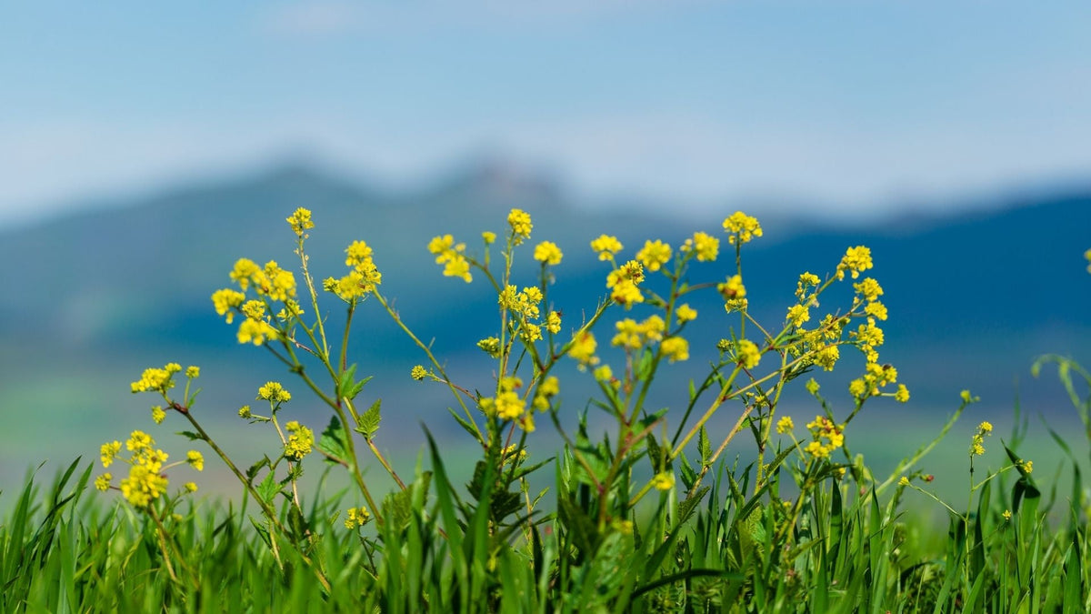 Arnika bei Prellungen und blauen Flecken