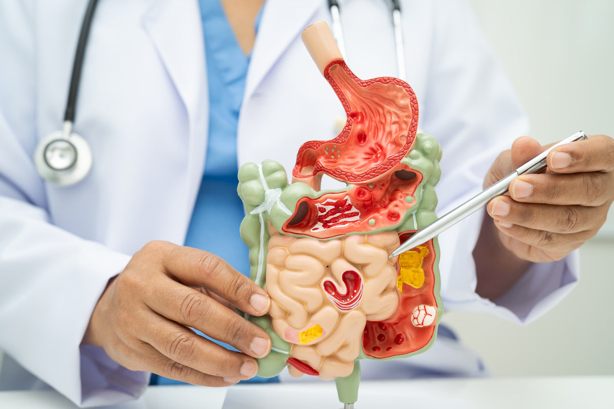 Kollagen wird bei der Verdauung wie jedes andere Protein zerlegt.