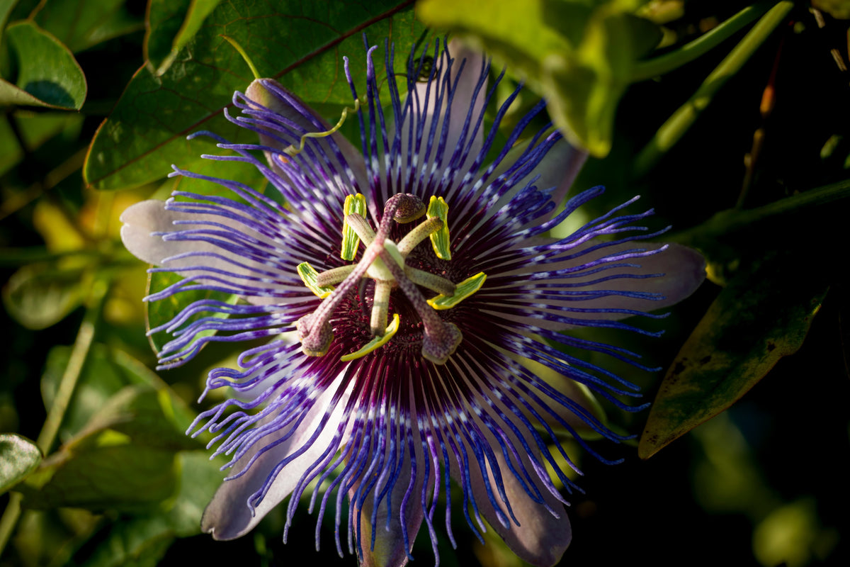 Passionsblume bei innerer Unruhe und Einschlafproblemen