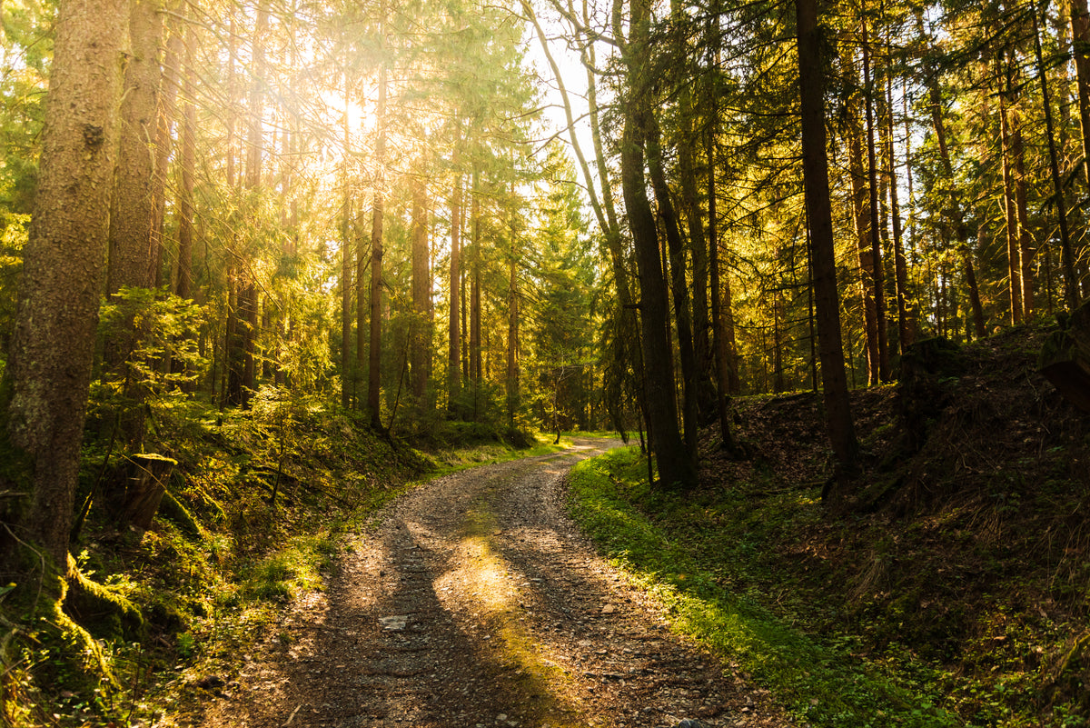 Naturgeräusche zeigen in Studien positivere Effekte auf Stimmung als urbane Geräuschkulissen.