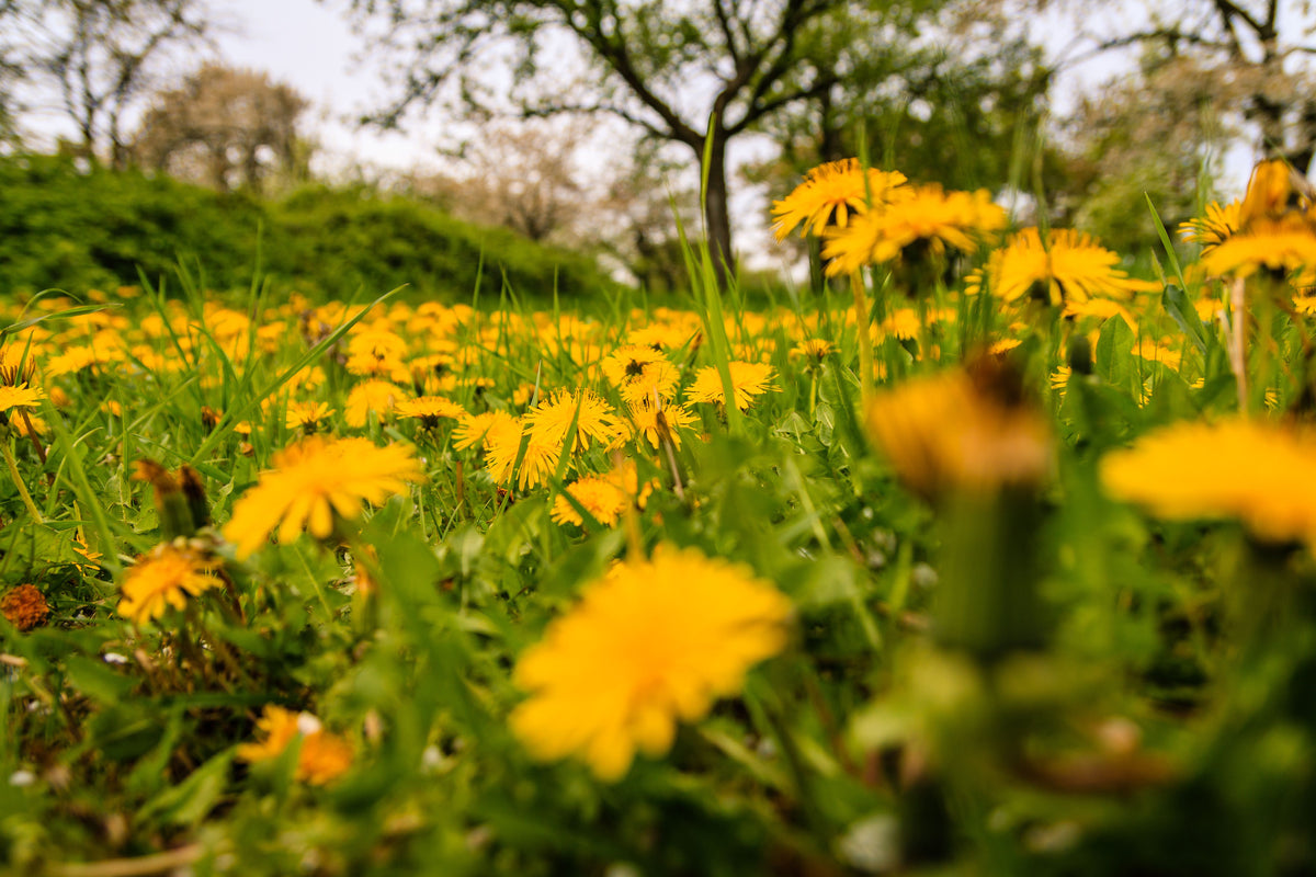 Löwenzahn: Die vielseitige Wildpflanze für Leber und Verdauung