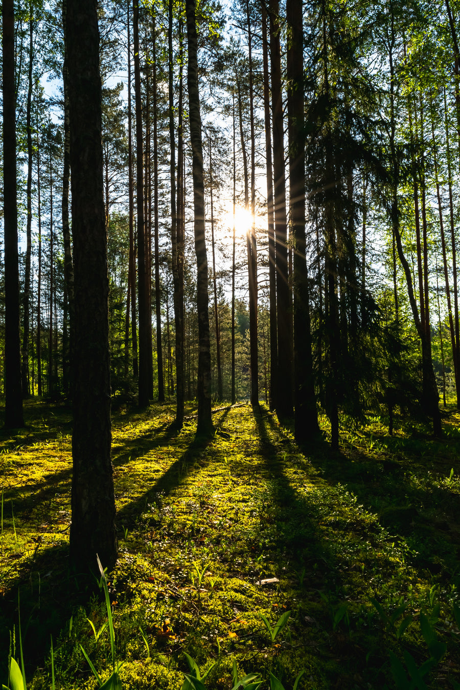 Naturkontakt und „Waldbaden“