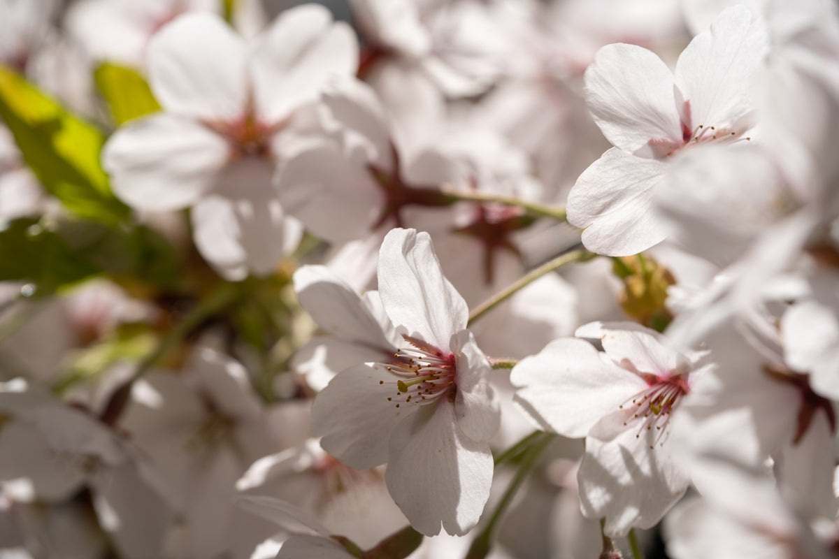 Manuka-Honig stammt vom Nektar des Manuka-Strauchs, der vor allem in Neuseeland wächst.